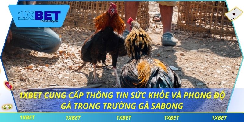 1xbet cung cấp thông tin sức khỏe và phong độ gà trong trường gà sabong