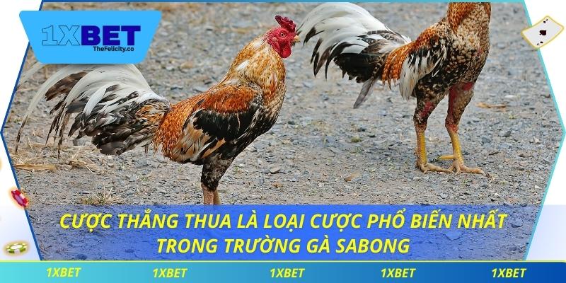 Cược thắng thua là loại cược phổ biến nhất trong trường gà sabong