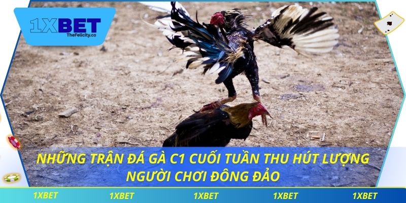 Những trận đá gà c1 cuối tuần thu hút lượng người chơi đông đảo